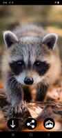 Raccoon Wallpapers poster