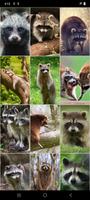Raccoon Wallpapers screenshot 3