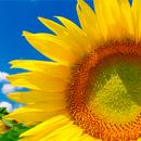 Summer Wallpapers APK
