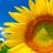 Summer Wallpapers APK