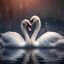 Swan Wallpapers APK