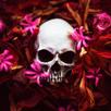 Skull Wallpapers APK