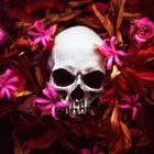 Skull Wallpapers icon
