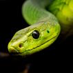 Snake Wallpapers আইকন