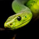 APK Sfondi di serpenti