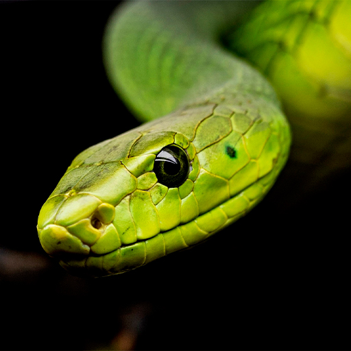 Fondos de Serpiente