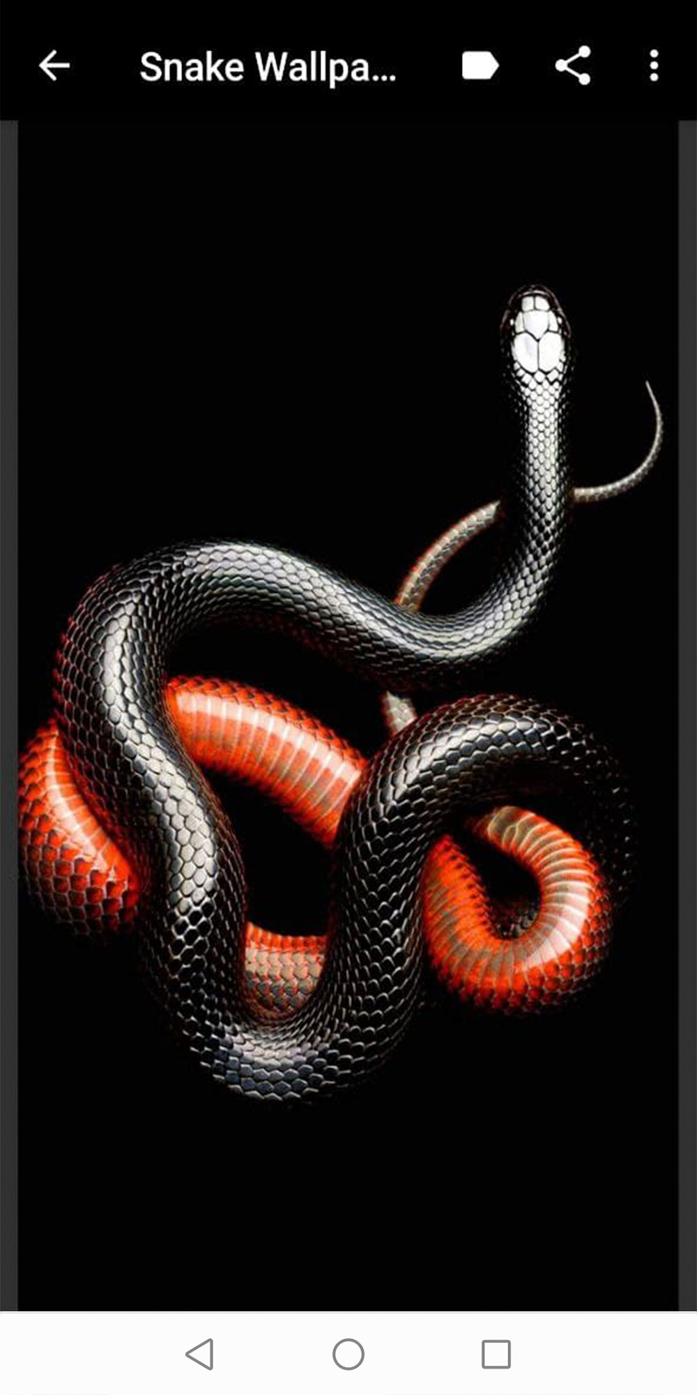 Snake Wallpapers APK  for Android – Download Snake Wallpapers APK  Latest Version from 
