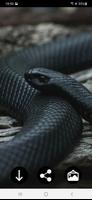 Snake Wallpapers 截圖 2