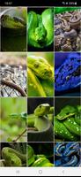 Snake Wallpapers 截圖 3