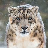 Papéis de Leopardo da Neve