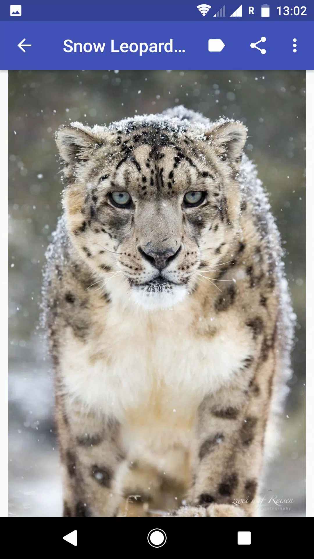 Snow Leopard For Android Apk Download