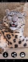 پوستر Snow Leopard Wallpapers