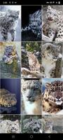 برنامه‌نما Snow Leopard Wallpapers عکس از صفحه