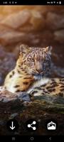 برنامه‌نما Snow Leopard Wallpapers عکس از صفحه