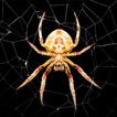 Spider Wallpapers