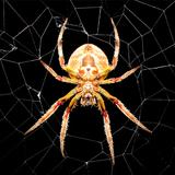 Spider Wallpapers आइकन
