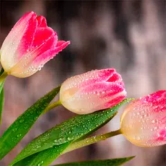 Spring Wallpapers XAPK download