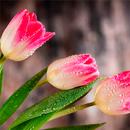 Spring Wallpapers APK