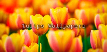 Tulpen-Hintergrundbilder
