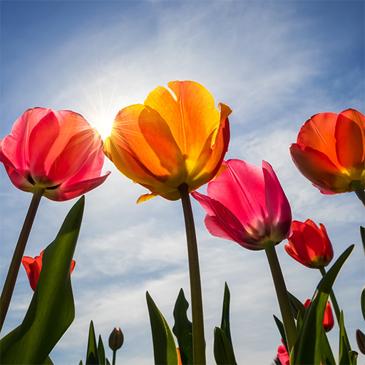 Tulpen-Hintergrundbilder