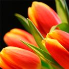 Fonds d'écran Tulipes icône