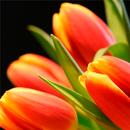Tulips Wallpapers APK