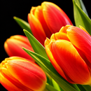 Tulip Wallpapers APK