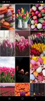 Fonds d'écran Tulipes capture d'écran 1
