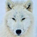 White Wolf Wallpapers aplikacja