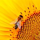 Yellow Wallpapers APK