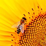 Yellow Wallpapers-icoon