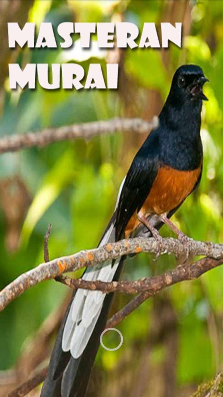 Burung Murai Kampung Wikipedia Bahasa Melayu Ensiklopedia Bebas