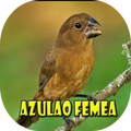Canto da Azulao Femeea