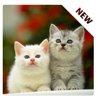 آیکون‌ Interesting Cat Wallpaper