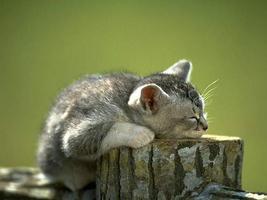 برنامه‌نما Interesting Cat Wallpaper عکس از صفحه