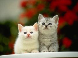 پوستر Interesting Cat Wallpaper