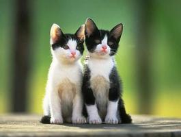 برنامه‌نما Interesting Cat Wallpaper عکس از صفحه