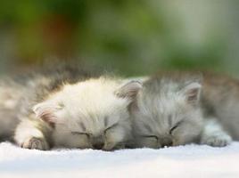 برنامه‌نما Interesting Cat Wallpaper عکس از صفحه