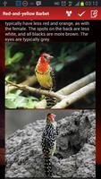 Birds Of Uganda syot layar 2