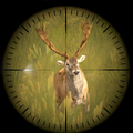 Call of the Hunt