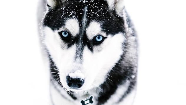 Husky Wallpaper For Android Apk Download