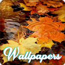 Autumn Wallpaper Images HD APK
