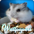 Hamster Wallpaper Images HD APK