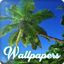 Palm Tree Wallpaper Images HD APK
