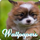 Puppy Wallpaper Images HD APK