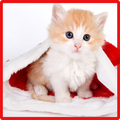 Sweet Cat Miaw