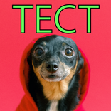 Собаки - викторина да или нет