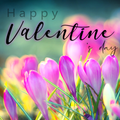 Happy Valentine's Day