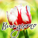 Buongiorno fino a notte APK