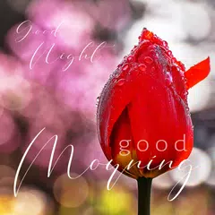 Good Morning Icon